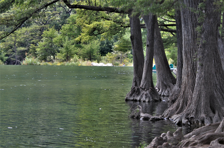 water and trees